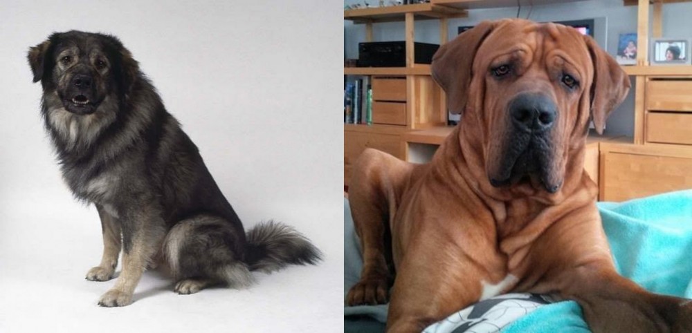 Tosa vs Istrian Sheepdog - Breed Comparison
