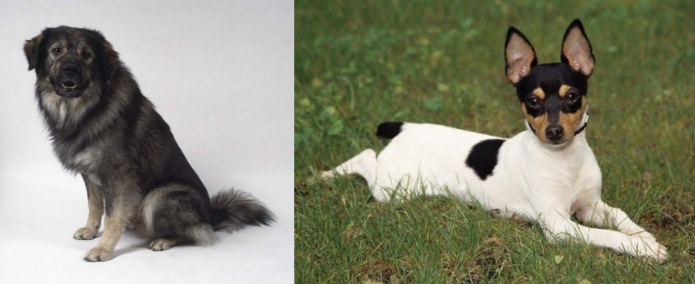 Toy Fox Terrier vs Istrian Sheepdog - Breed Comparison
