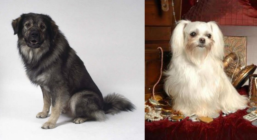 Toy Mi-Ki vs Istrian Sheepdog - Breed Comparison