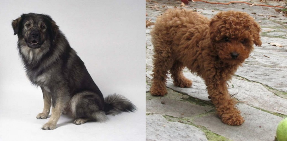 Toy Poodle vs Istrian Sheepdog - Breed Comparison