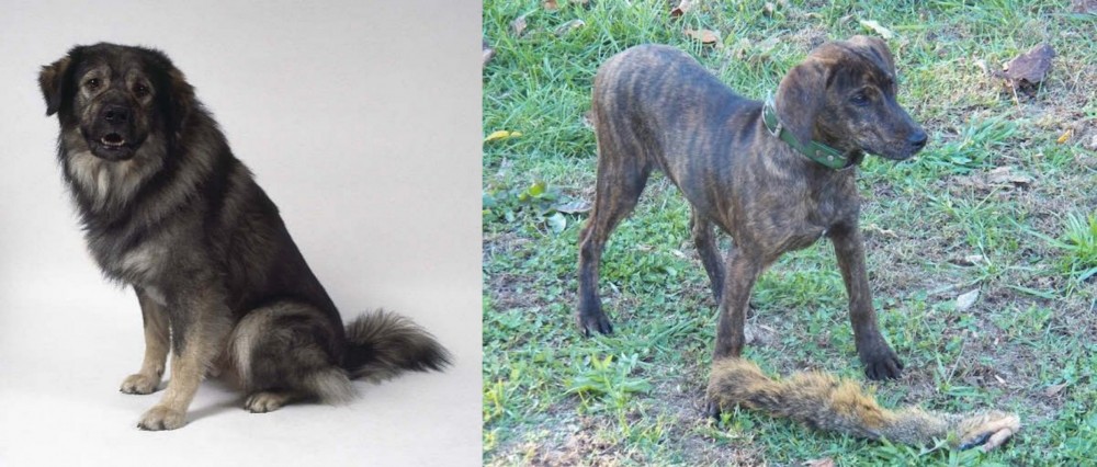 Treeing Cur vs Istrian Sheepdog - Breed Comparison