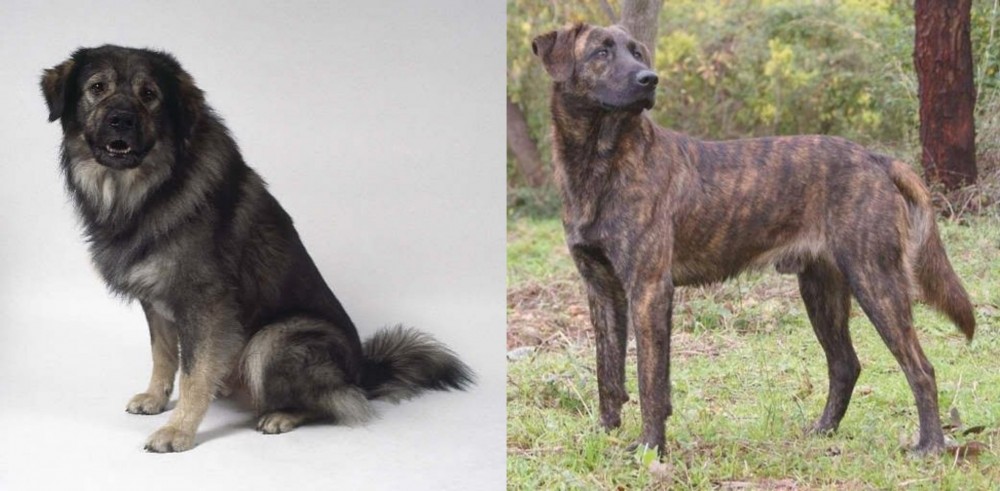 Treeing Tennessee Brindle vs Istrian Sheepdog - Breed Comparison
