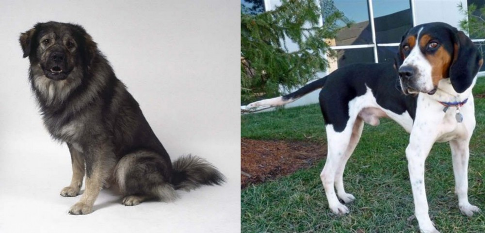 Treeing Walker Coonhound vs Istrian Sheepdog - Breed Comparison