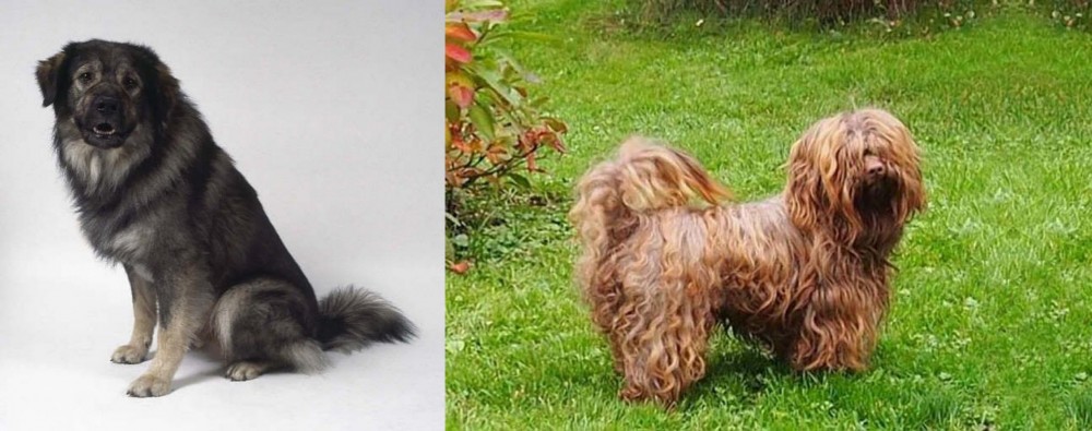 Tsvetnaya Bolonka vs Istrian Sheepdog - Breed Comparison