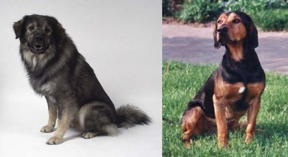 Tyrolean Hound vs Istrian Sheepdog - Breed Comparison