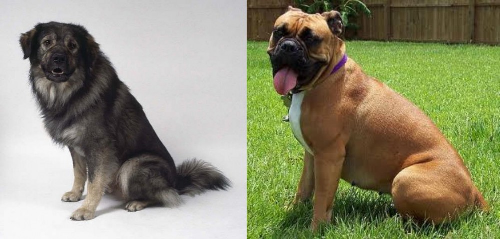 Valley Bulldog vs Istrian Sheepdog - Breed Comparison