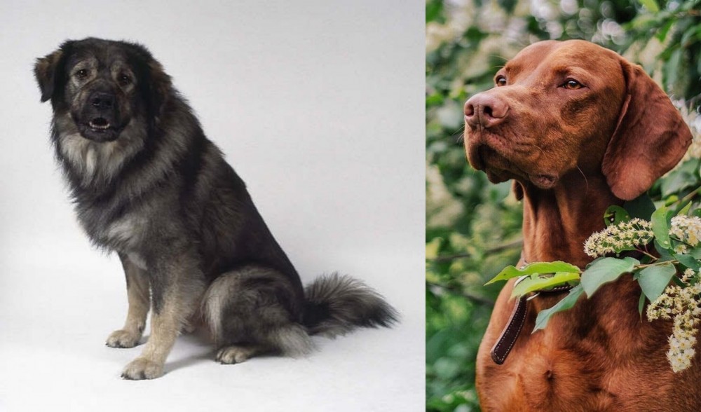 Vizsla vs Istrian Sheepdog - Breed Comparison