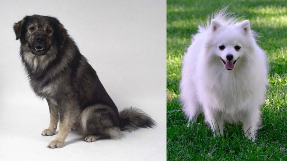 Volpino Italiano vs Istrian Sheepdog - Breed Comparison
