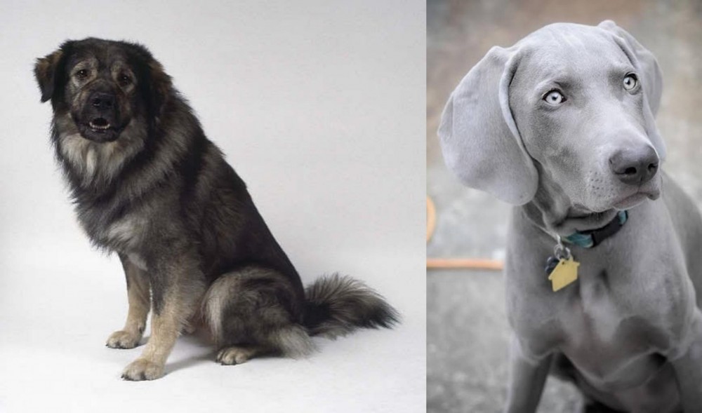 Weimaraner vs Istrian Sheepdog - Breed Comparison