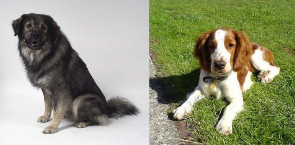 Welsh Springer Spaniel vs Istrian Sheepdog - Breed Comparison