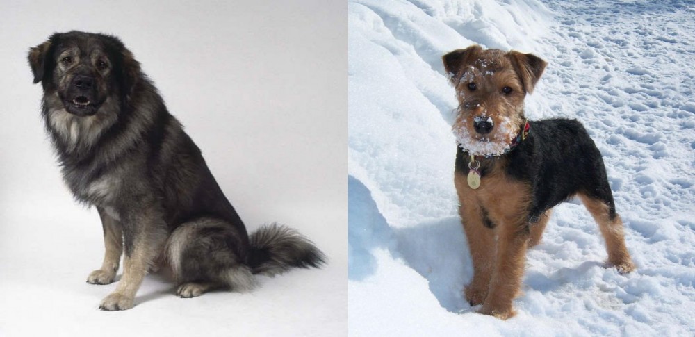 Welsh Terrier vs Istrian Sheepdog - Breed Comparison
