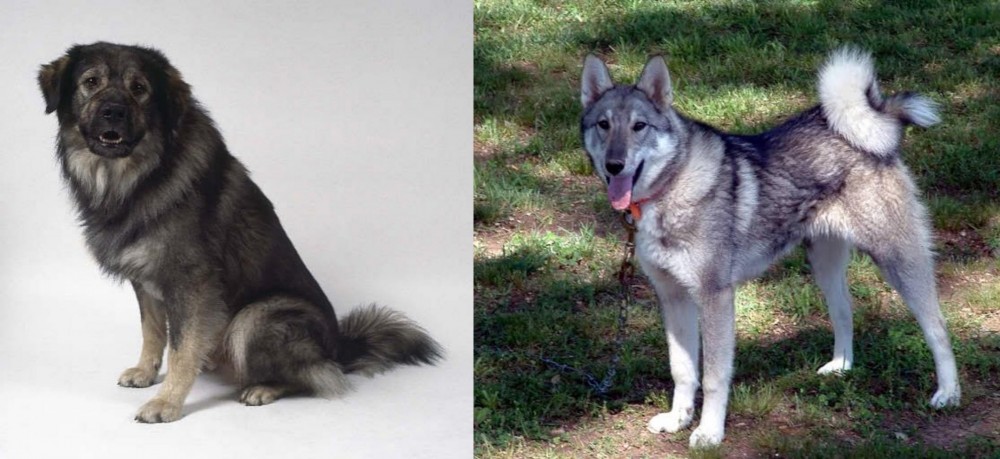 West Siberian Laika vs Istrian Sheepdog - Breed Comparison