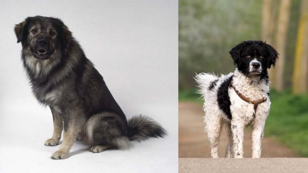 Wetterhoun vs Istrian Sheepdog - Breed Comparison