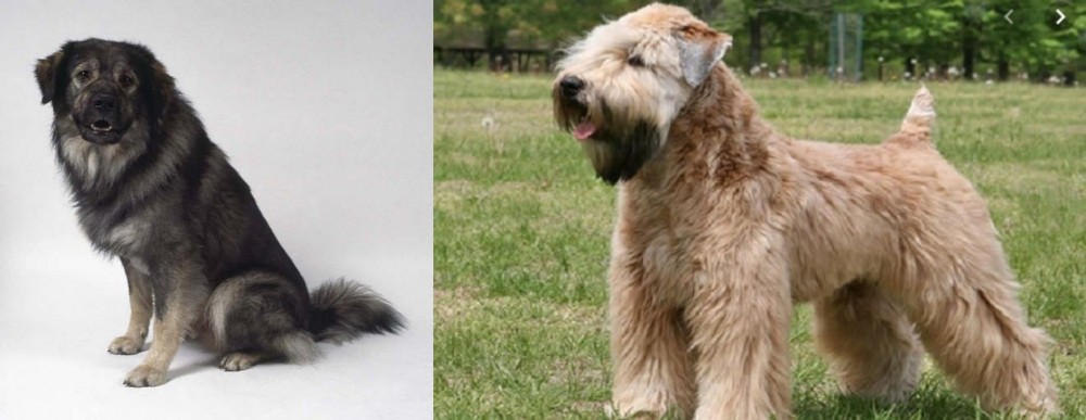 Wheaten Terrier vs Istrian Sheepdog - Breed Comparison