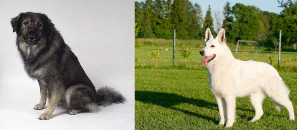 White Shepherd vs Istrian Sheepdog - Breed Comparison