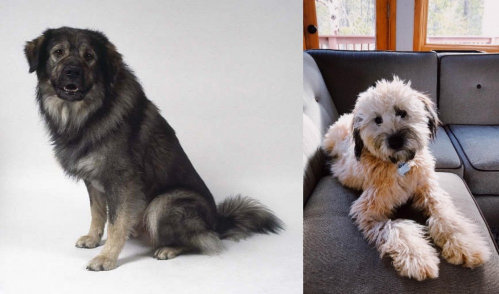 Whoodles vs Istrian Sheepdog - Breed Comparison