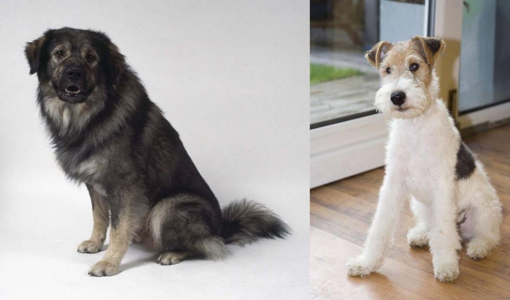Wire Fox Terrier vs Istrian Sheepdog - Breed Comparison