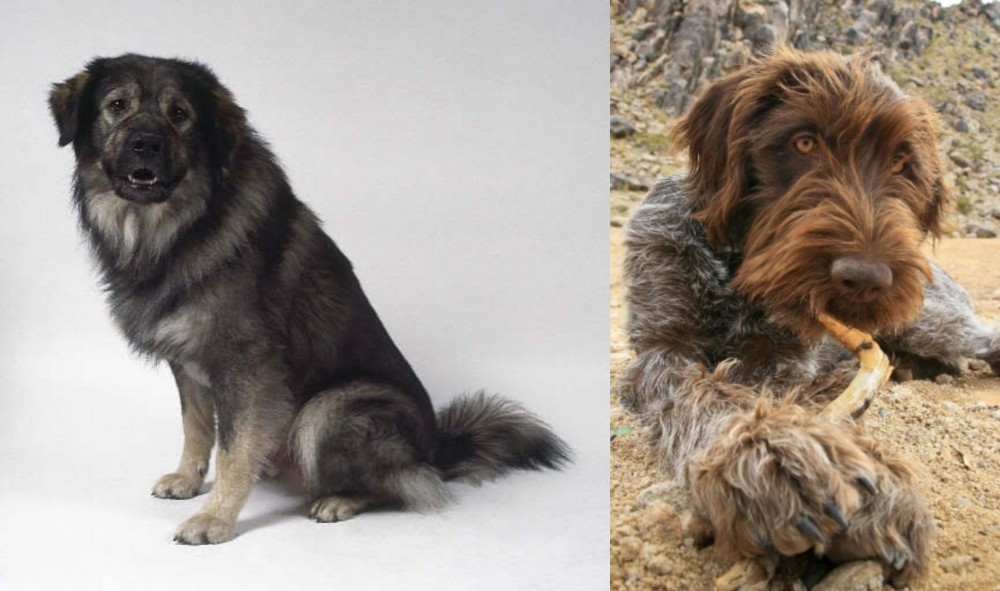 Wirehaired Pointing Griffon vs Istrian Sheepdog - Breed Comparison