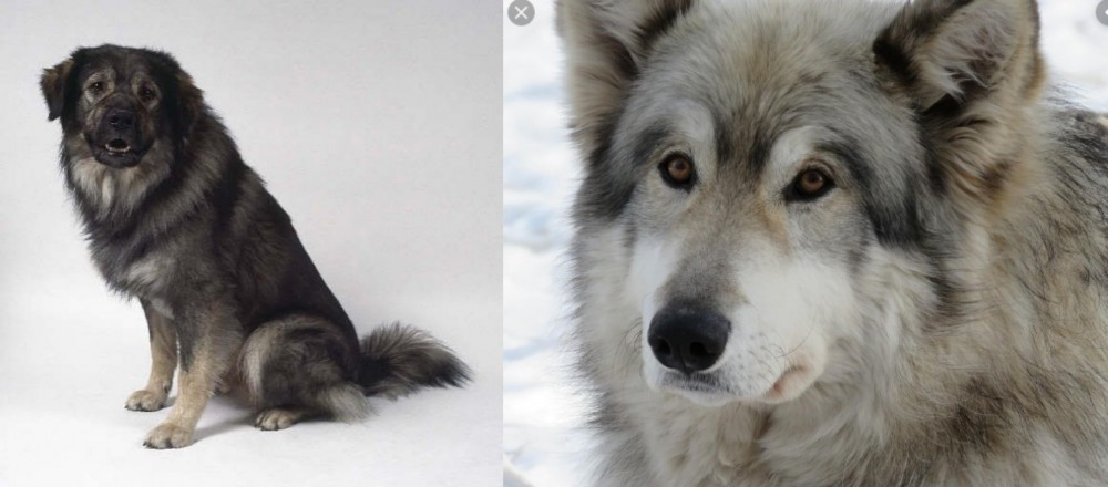 Wolfdog vs Istrian Sheepdog - Breed Comparison