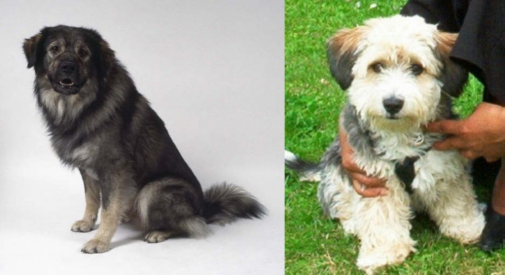 Yo-Chon vs Istrian Sheepdog - Breed Comparison