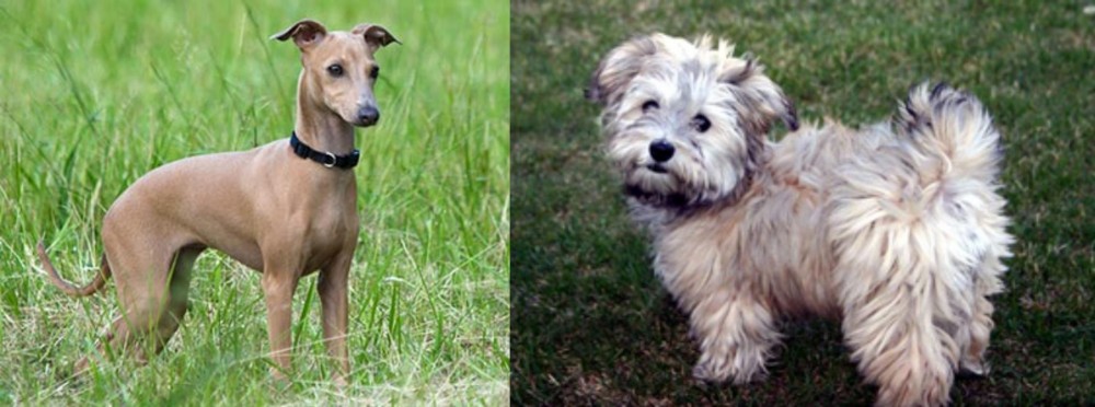 Havapoo vs Italian Greyhound - Breed Comparison