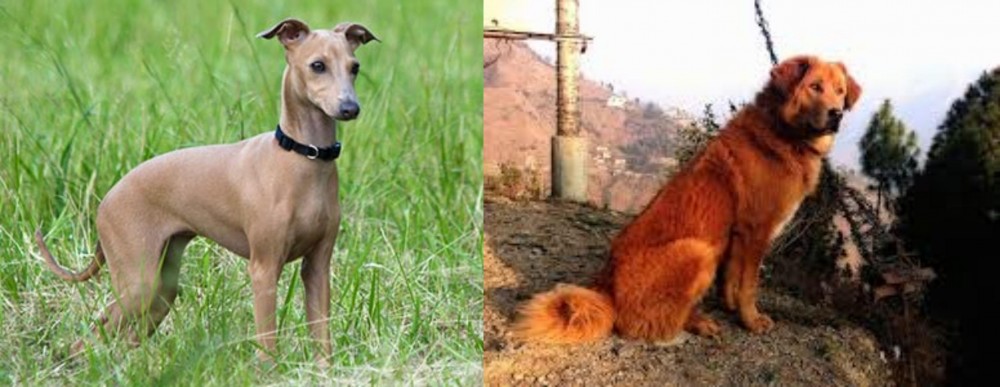 Himalayan Sheepdog vs Italian Greyhound - Breed Comparison