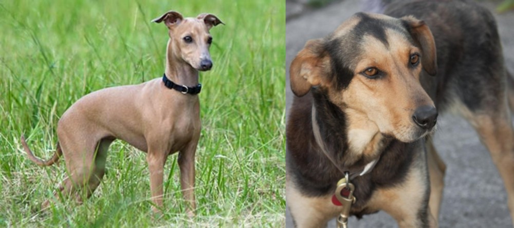 Huntaway vs Italian Greyhound - Breed Comparison