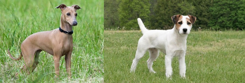 Jack Russell Terrier vs Italian Greyhound - Breed Comparison