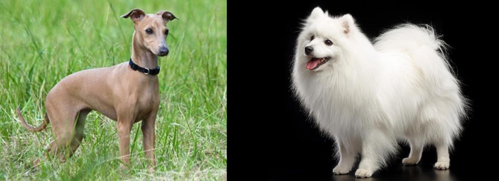 Japanese Spitz vs Italian Greyhound - Breed Comparison