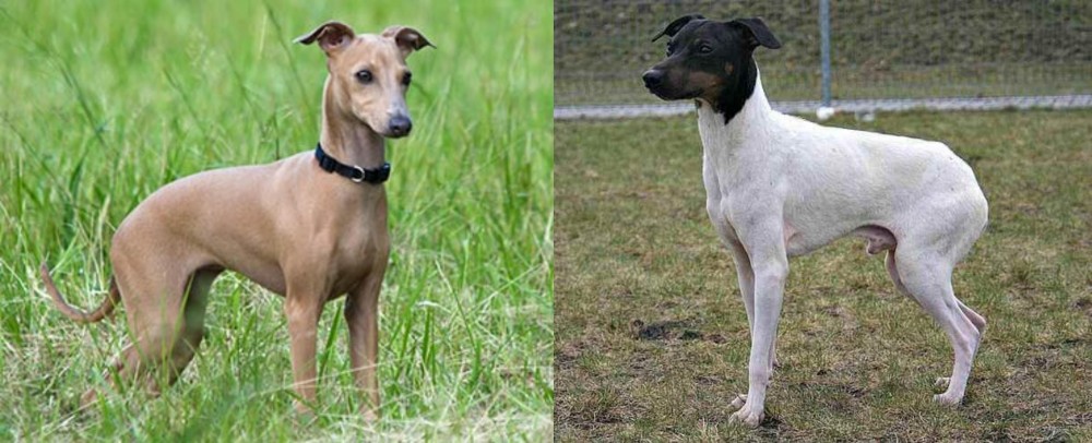 Japanese Terrier vs Italian Greyhound - Breed Comparison