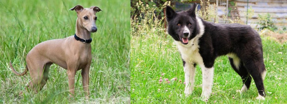 Karelian Bear Dog vs Italian Greyhound - Breed Comparison