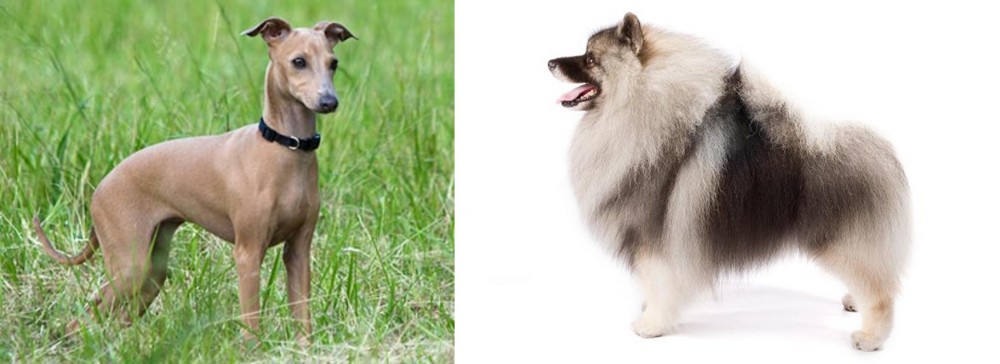 Keeshond vs Italian Greyhound - Breed Comparison