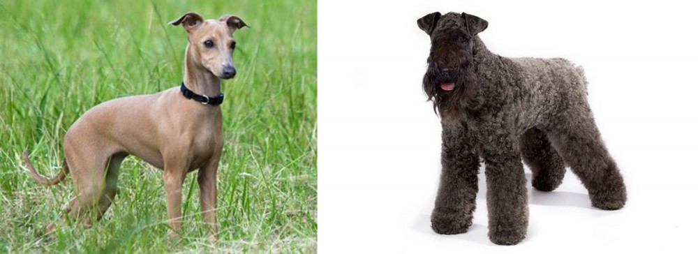 Kerry Blue Terrier vs Italian Greyhound - Breed Comparison