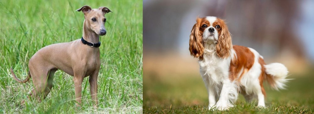 King Charles Spaniel vs Italian Greyhound - Breed Comparison