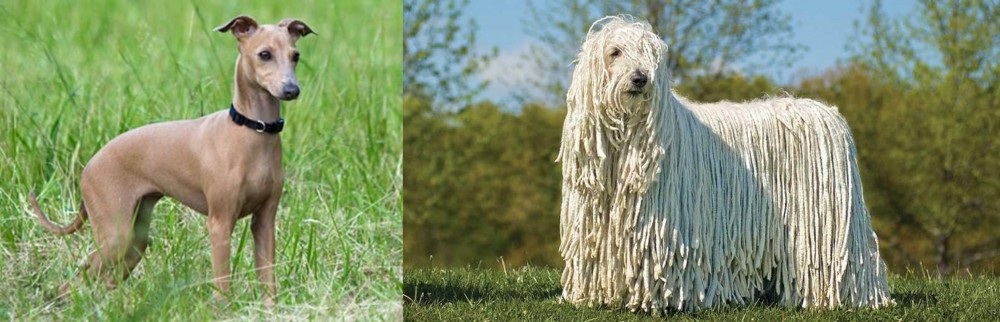 Komondor vs Italian Greyhound - Breed Comparison