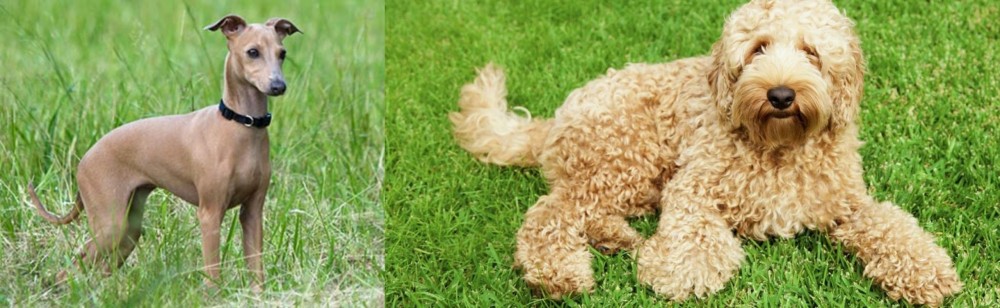 Labradoodle vs Italian Greyhound - Breed Comparison