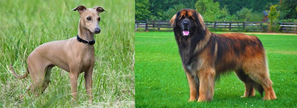 Leonberger vs Italian Greyhound - Breed Comparison