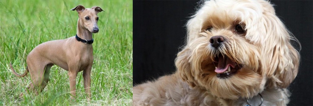 Lhasapoo vs Italian Greyhound - Breed Comparison