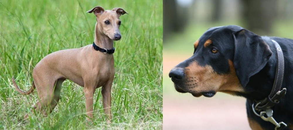 Lithuanian Hound vs Italian Greyhound - Breed Comparison