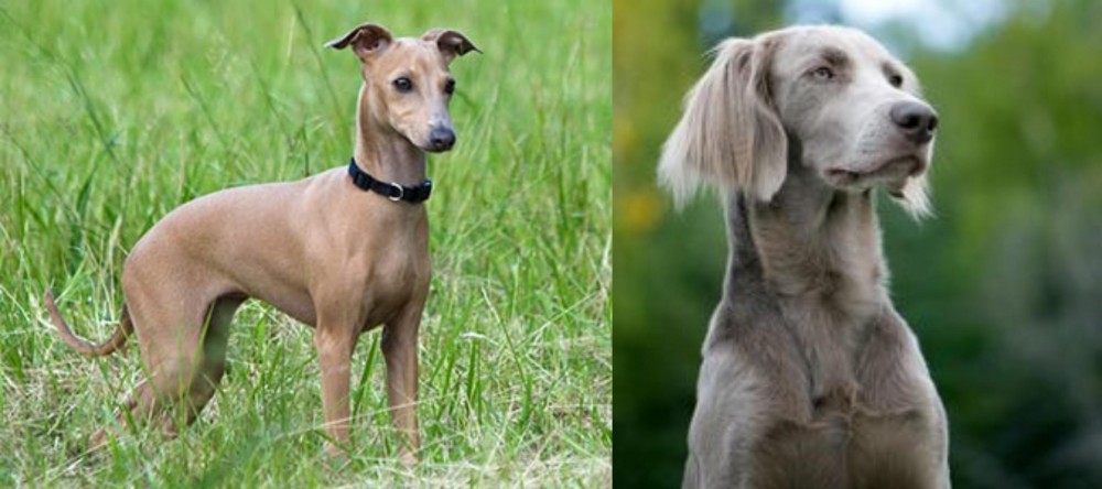 Longhaired Weimaraner vs Italian Greyhound - Breed Comparison