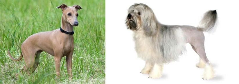 Lowchen vs Italian Greyhound - Breed Comparison