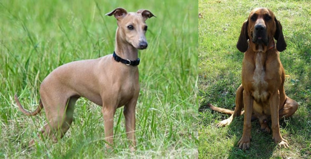 Majestic Tree Hound vs Italian Greyhound - Breed Comparison