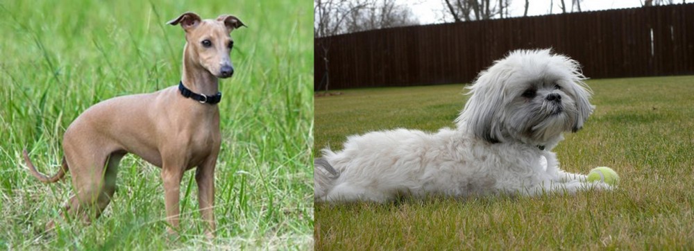 Mal-Shi vs Italian Greyhound - Breed Comparison
