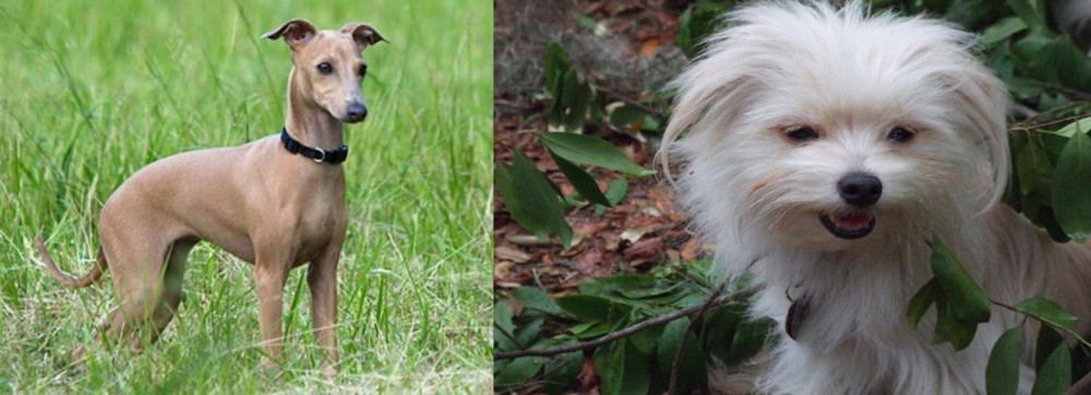 Malti-Pom vs Italian Greyhound - Breed Comparison