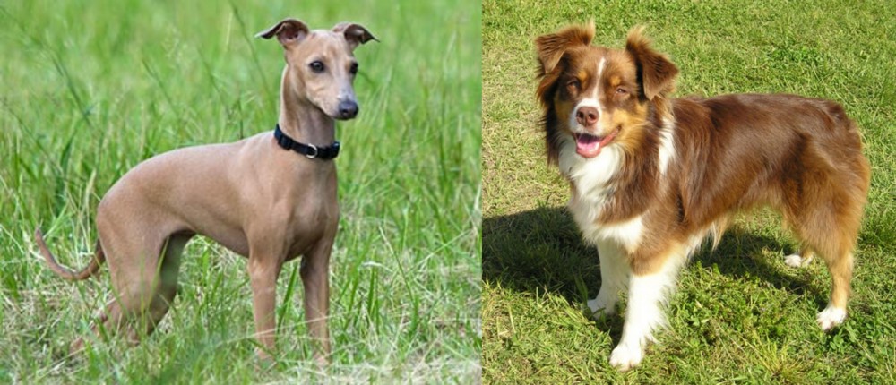 Miniature Australian Shepherd vs Italian Greyhound - Breed Comparison