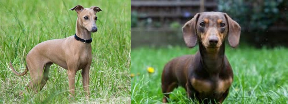 Miniature Dachshund vs Italian Greyhound - Breed Comparison