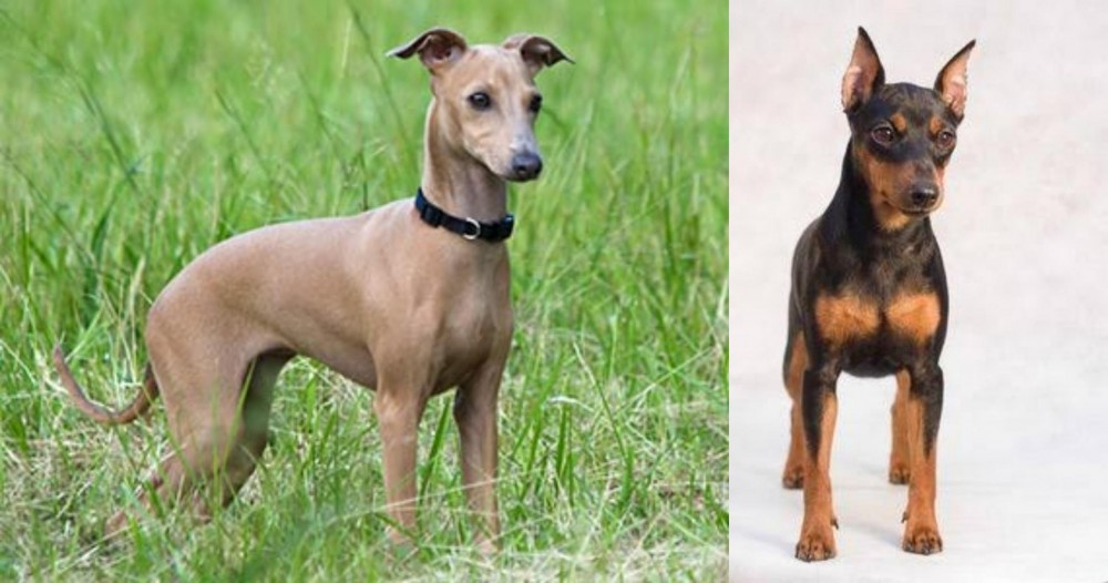Miniature Pinscher vs Italian Greyhound - Breed Comparison