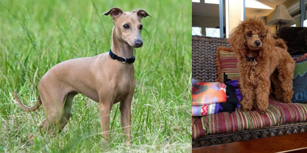 Miniature Poodle vs Italian Greyhound - Breed Comparison