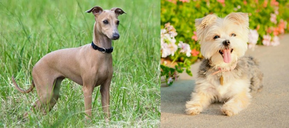 Morkie vs Italian Greyhound - Breed Comparison