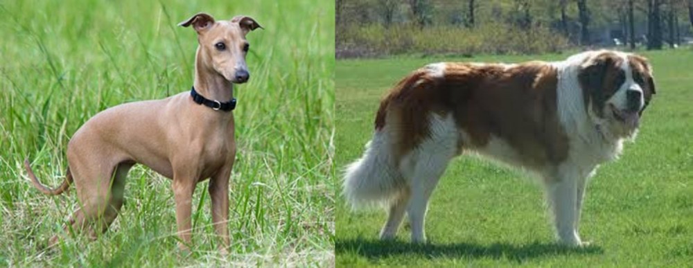 Moscow Watchdog vs Italian Greyhound - Breed Comparison